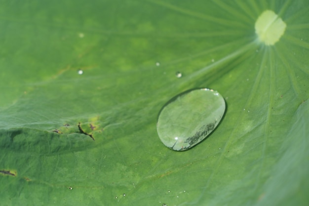 Gotas en hoja de loto