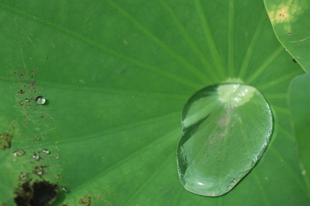 Gotas en hoja de loto