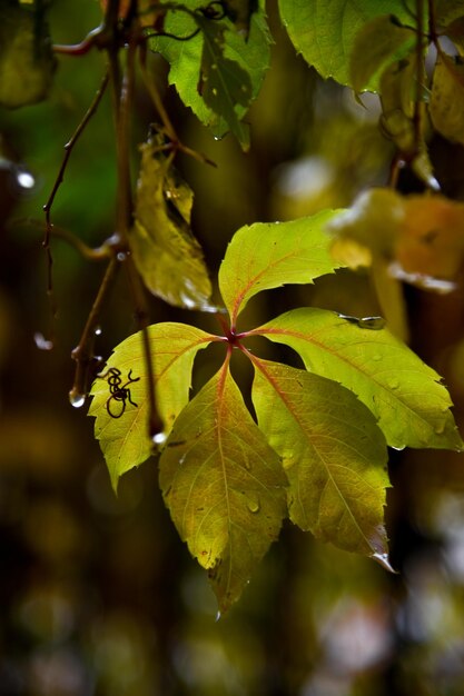 Gotas en hojas amarillas Otoño