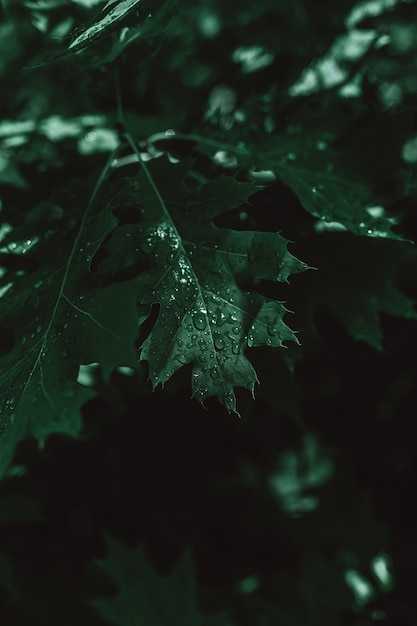 Las gotas en las hojas después de la lluvia en la luz oscura del bosque