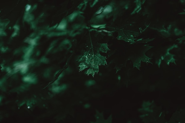 Las gotas en las hojas después de la lluvia en la luz oscura del bosque