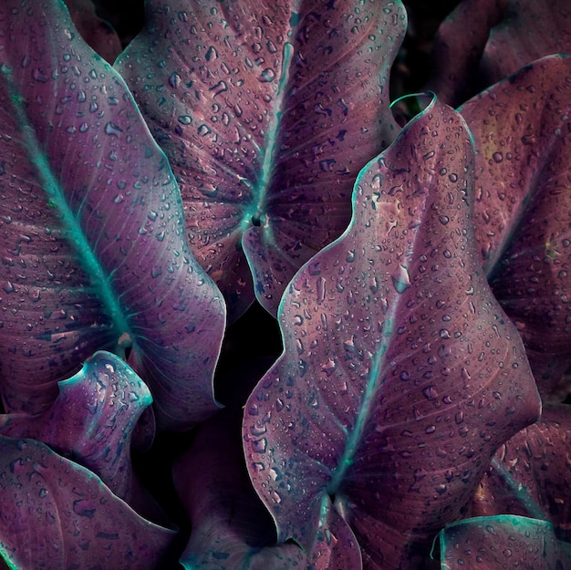 gotas en las hojas de la planta morada en el jardín en primavera