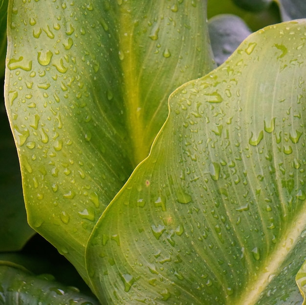 gotas en las hojas verdes