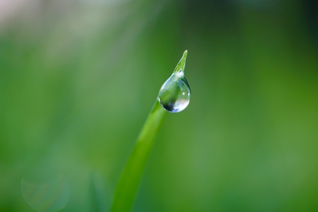 gotas en las hojas verdes