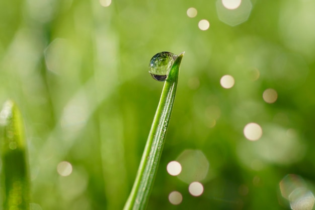 gotas en las hojas verdes