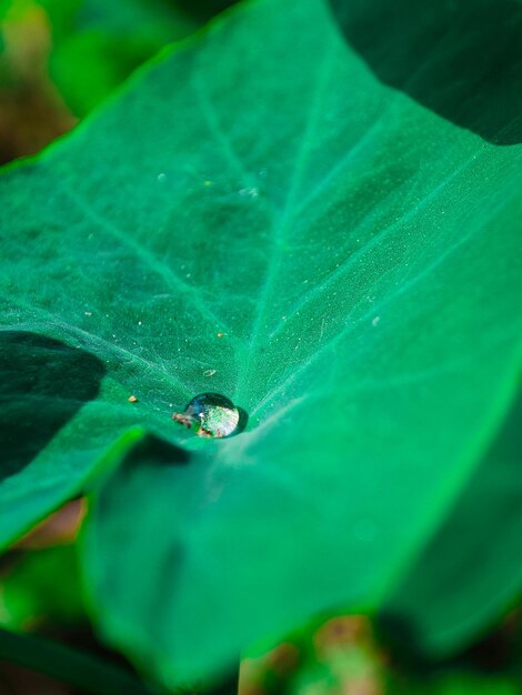 Foto gotas en hojas verdes