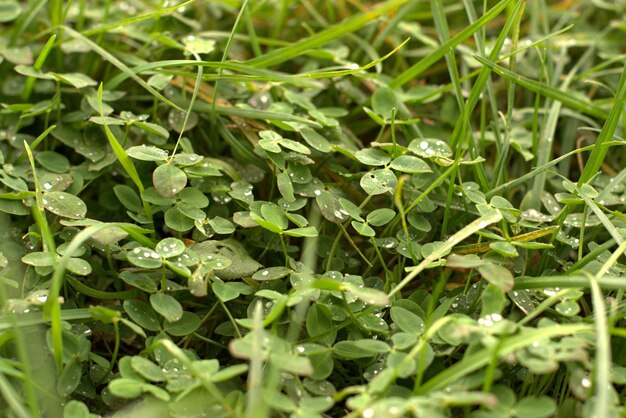 Gotas de lágrimas de lluvia sobre la hierba verde tierna enfoque selectivo fondo borroso banner salvapantallas fondo