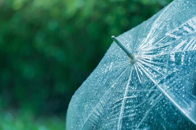 Las gotas de lluvia se aferran al paraguas claro para proteger la temporada de lluvias.