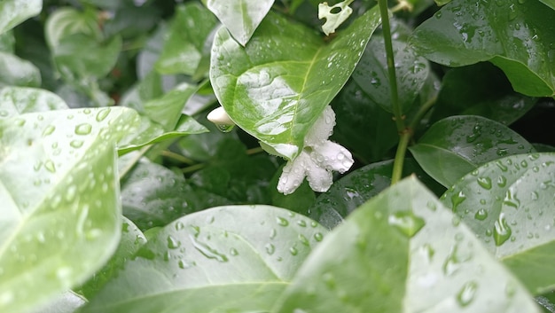 Gotas de lluvia agua sobre una flor de jazmín Fresco jugoso hermoso árbol hoja primer plano Verano primavera atrás