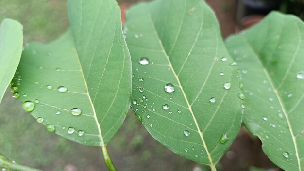 Gotas de lluvia agua sobre una hoja verde Fresco jugoso hermoso árbol hoja primer plano Verano primavera backgrou