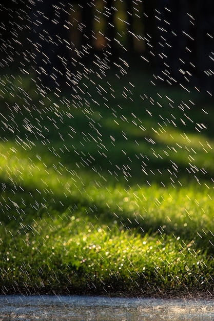 Las gotas de lluvia caen sobre la hierba verde en el parque