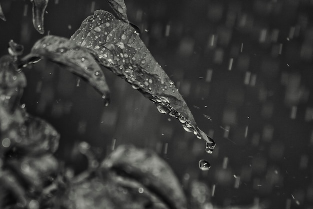 Gotas de lluvia cayendo sobre la planta