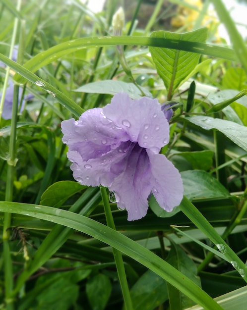 gotas de lluvia en la flor