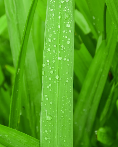 Gotas de lluvia con gotas de agua sobre la hierba verde