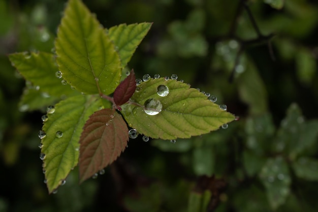 Gotas de lluvia grandes y pequeñas en las hojas