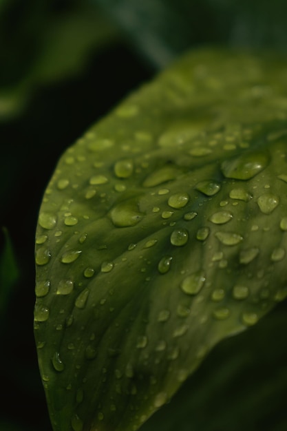 Gotas de lluvia en la hermosa hoja verde.