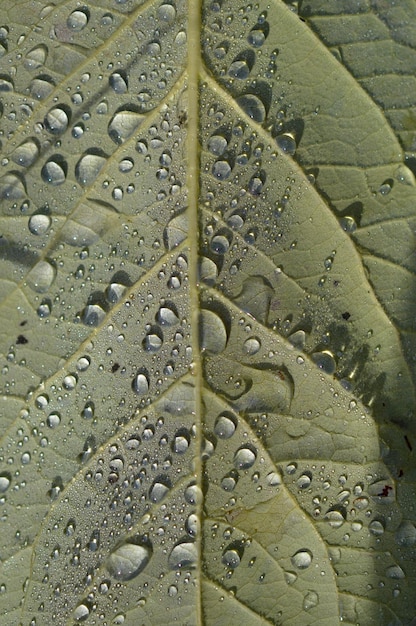 Foto gotas de lluvia en una hoja macro cerrar gotas de agua