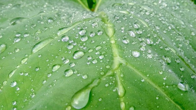 Las gotas de lluvia en la hoja verde