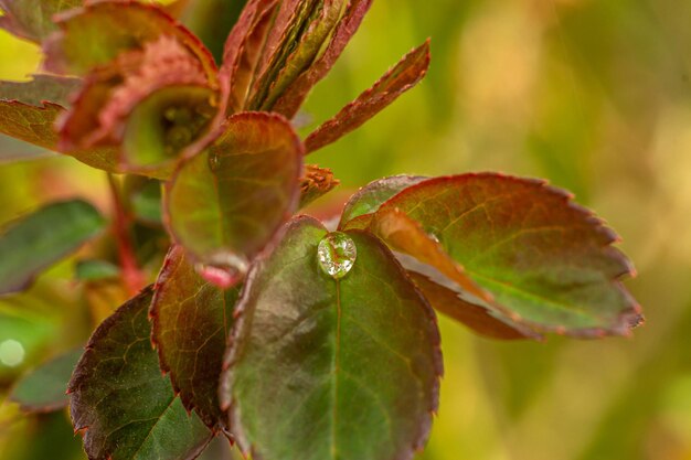 gotas de lluvia en hojas de rosas de jardín