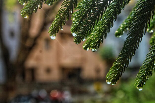 Gotas de lluvia con la luz del sol