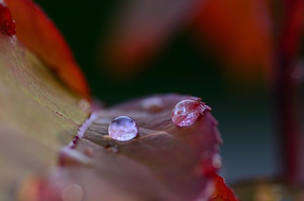 Gotas de lluvia en una macro de hoja de rosa