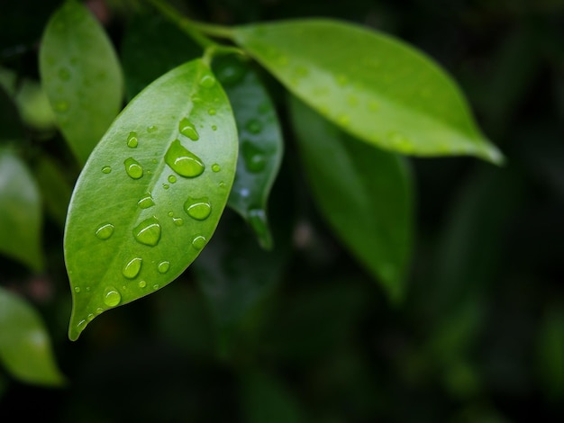 Gotas de lluvia de la naturaleza en las hojas verdes Temporada de lluvias