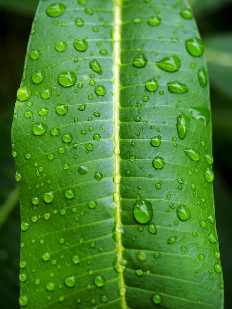 Gotas de lluvia de la naturaleza en las hojas verdes Temporada de lluvias