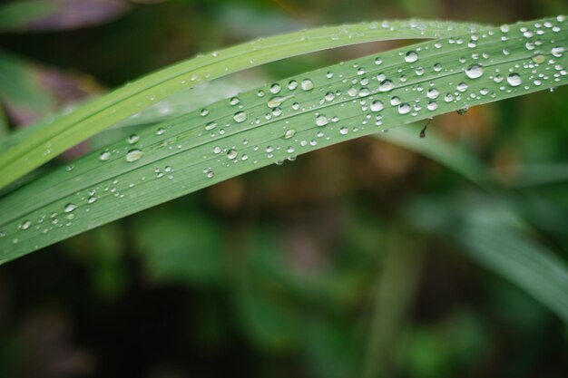 Gotas de lluvia o rocío sobre hojas verdes delgadas. La belleza está en la naturaleza. La luz se refracta a través de las gotas. Primer plano de hojas.