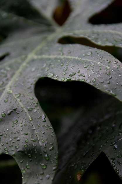 gotas de lluvia en una orientación vertical de la hoja