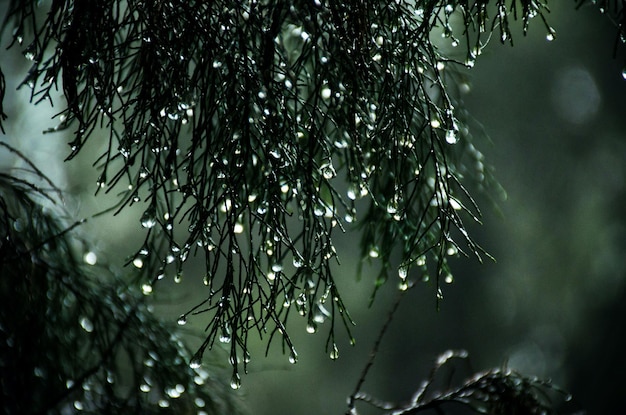 gotas de lluvia en un pino bajo la lluvia