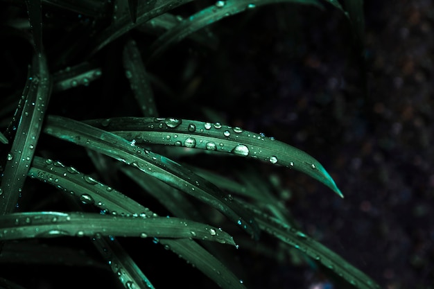 Gotas de lluvia en planta natural