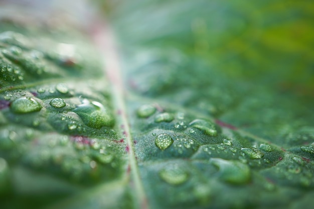 Las gotas de lluvia en la planta verde en el jardín en la naturaleza