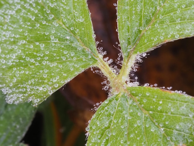 gotas de lluvia en la planta