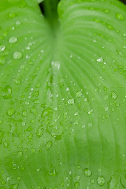 Gotas de lluvia en el primer plano de la vegetación Hoja de la planta de jardín después de la lluvia