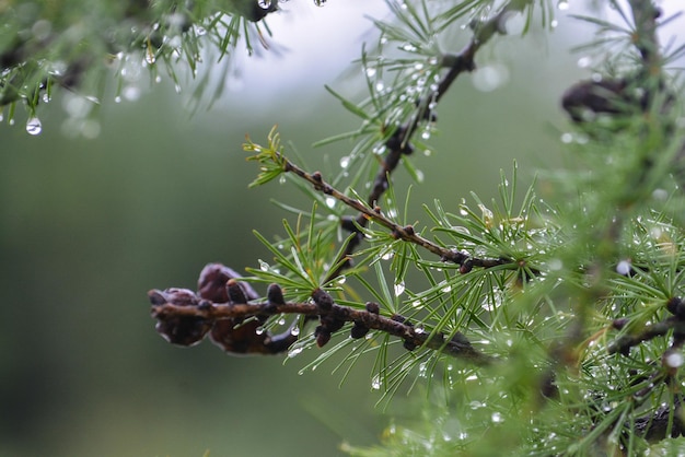 Gotas de lluvia en una rama de alerce