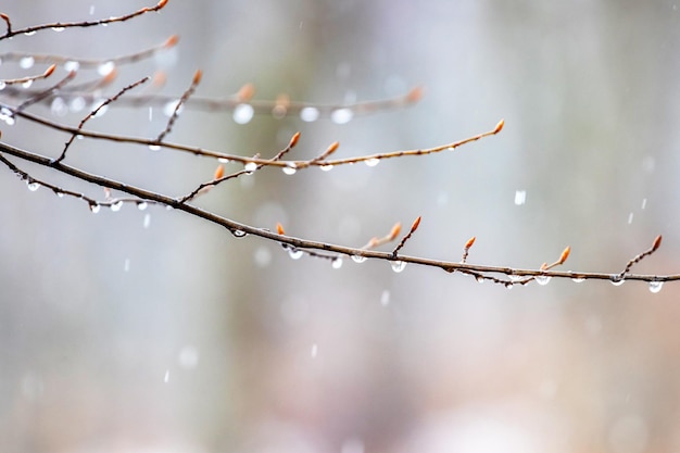 Gotas de lluvia en una rama desnuda en primavera durante el derretimiento de la nieve