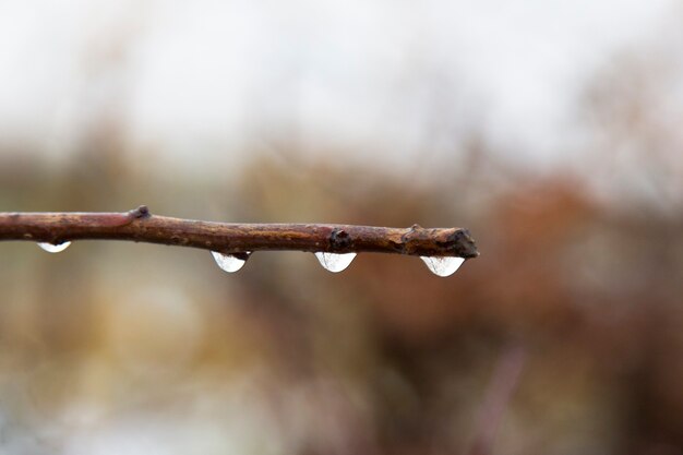 Gotas de lluvia en una rama en otoño. poca profundidad de campo. fondo borroso