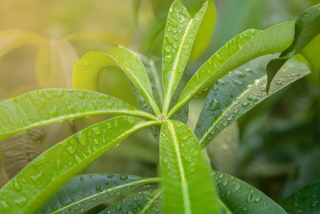 Las gotas de lluvia rastrean las hojas verdes