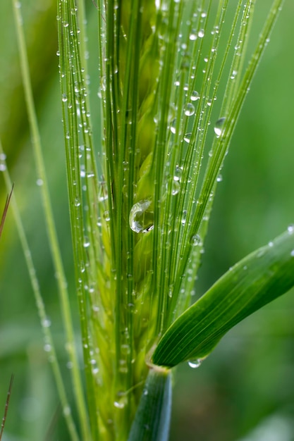 Gotas de lluvia sobre una espiguilla de cebada