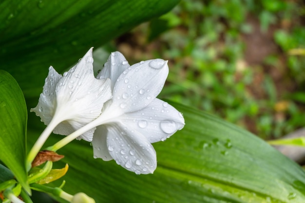 Gotas de lluvia sobre flores blancas en la temporada de lluvias