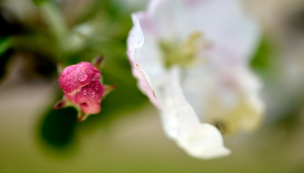 gotas de lluvia sobre flores de manzana en un huerto en primavera