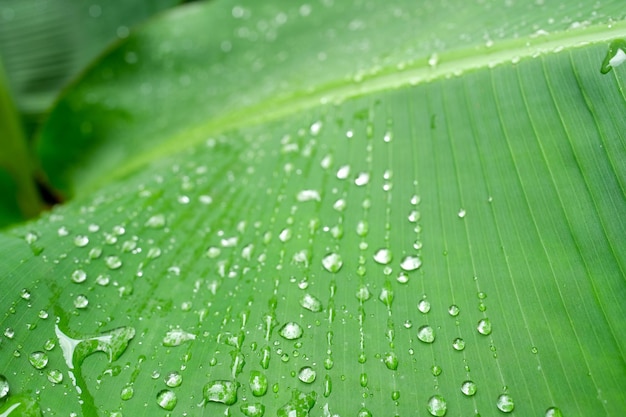 Gotas de lluvia sobre fondo de hojas de plátano