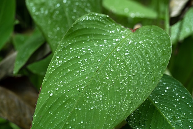 Gotas de lluvia sobre una gran hoja verde