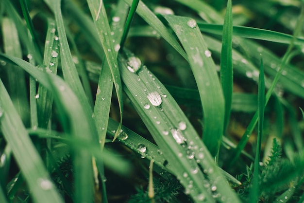 gotas de lluvia sobre la hierba