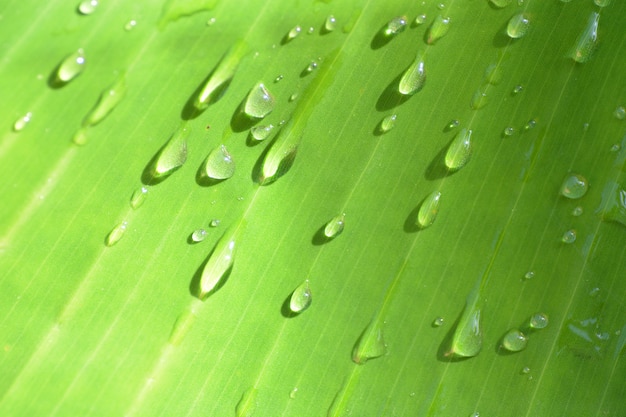 gotas de lluvia sobre la hoja de banano bakcground