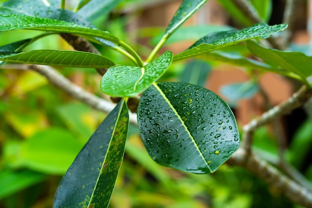 Gotas de lluvia sobre una hoja de plumeria verde en el jardín después de la lluvia.