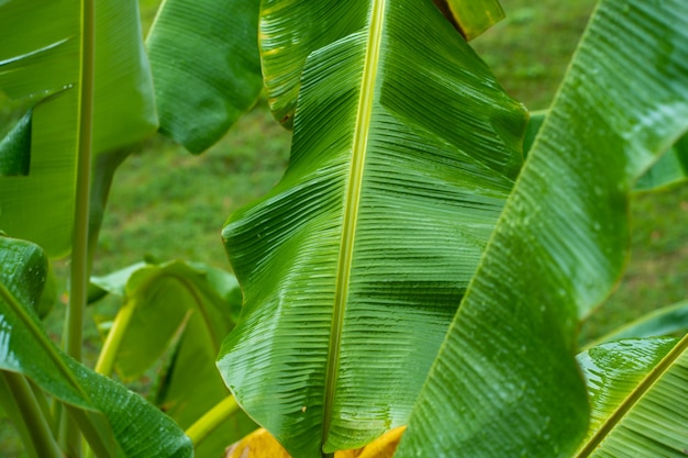 Gotas de lluvia sobre una hoja verde de un árbol de plátano en el jardín después de la lluvia.