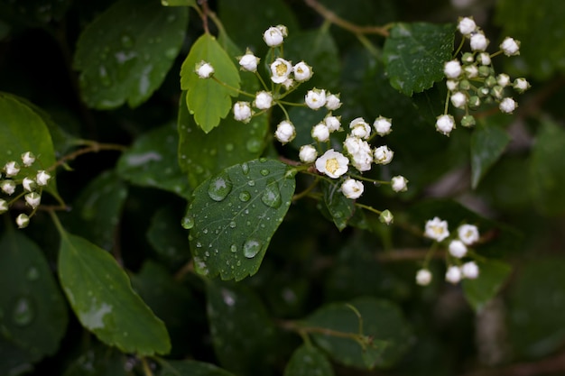 Gotas de lluvia sobre una hoja verde Fondo de vegetación con flores blancas