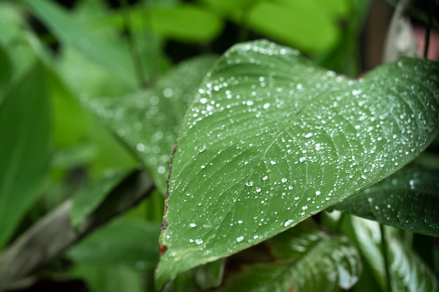 Gotas de lluvia sobre la hoja verde. Hidratación natural de las plantas.