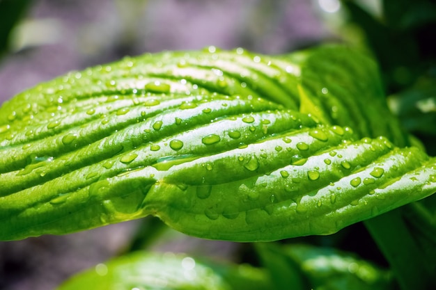 Gotas de lluvia sobre la hoja verde de la hosta